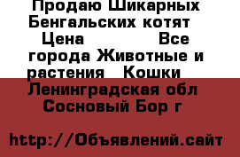 Продаю Шикарных Бенгальских котят › Цена ­ 17 000 - Все города Животные и растения » Кошки   . Ленинградская обл.,Сосновый Бор г.